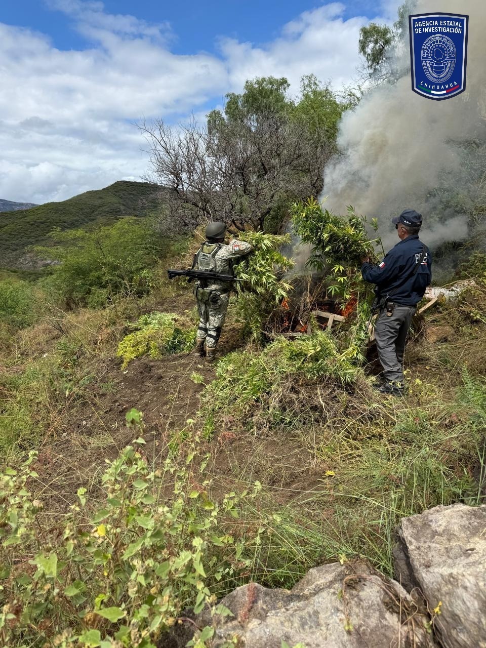 Destruyen AEI y Ejército plantío de mariguana en el municipio de Ocampo